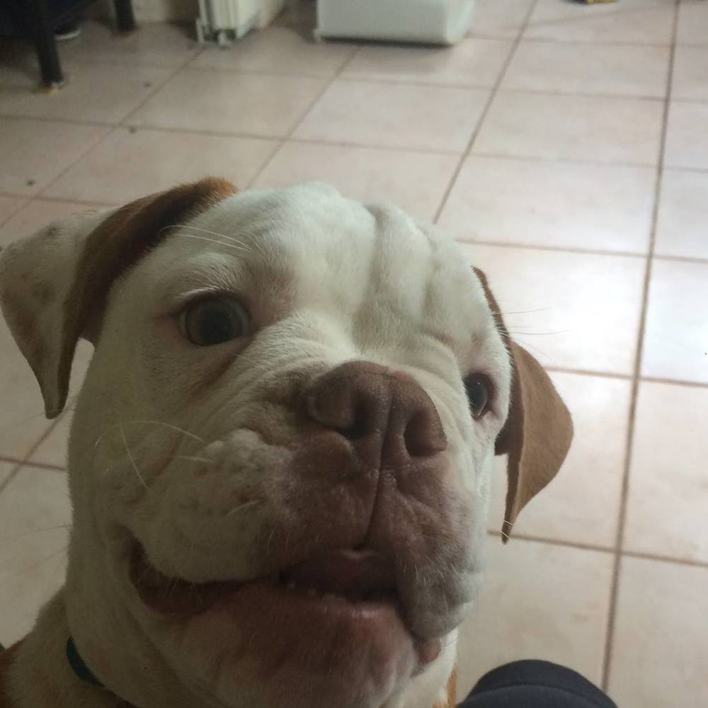 Meet your Posher, Sebastian